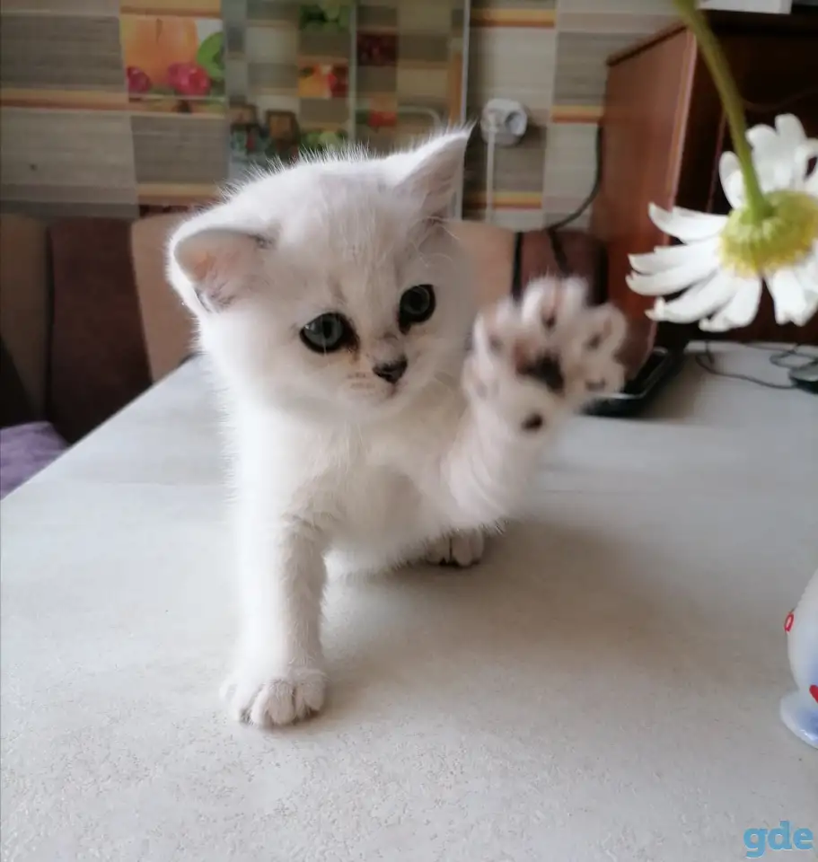 Британские серебристые котята, фотография 1