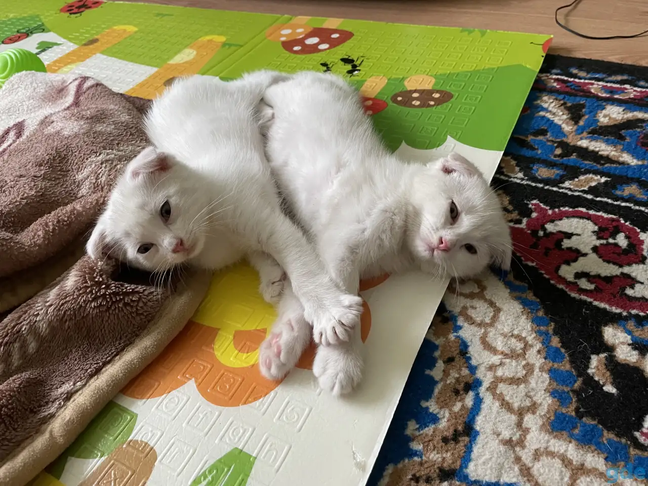 Британские котята, фотография 1