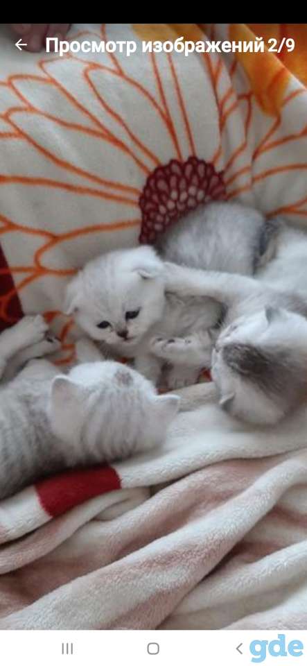 Котята, фотография 6