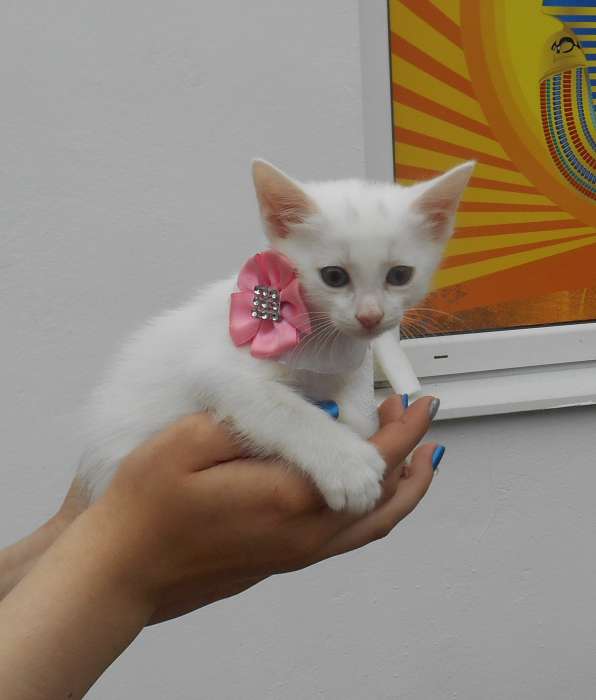 Котята в дар, фотография 1