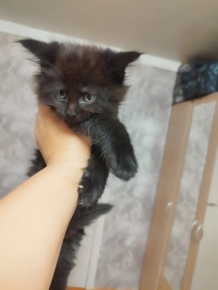 Котята, фотография 3