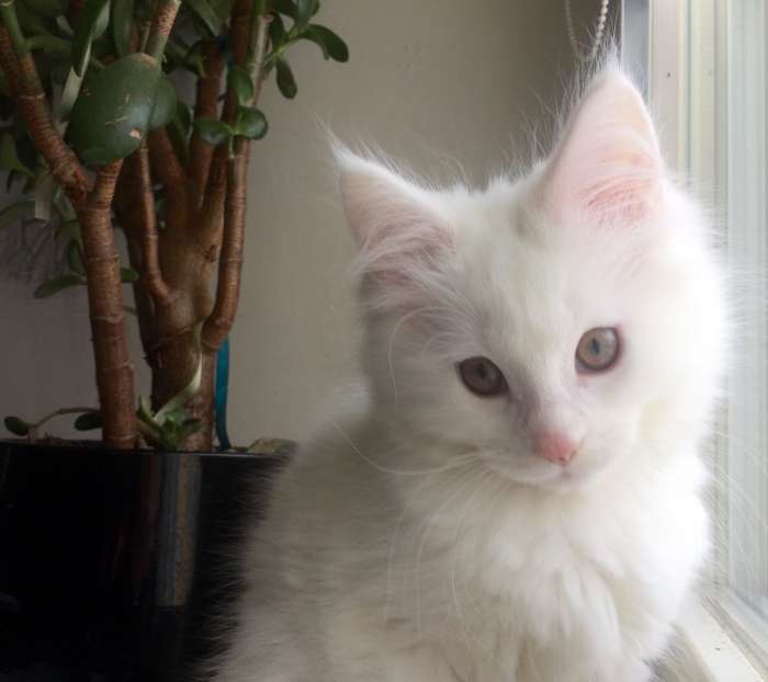Кошка Мейн-кун, фотография 4