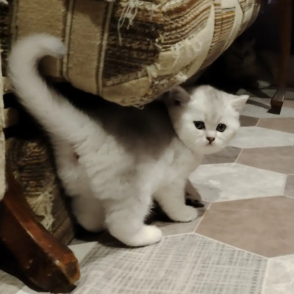 Шотландский котенок, кот., фотография 2