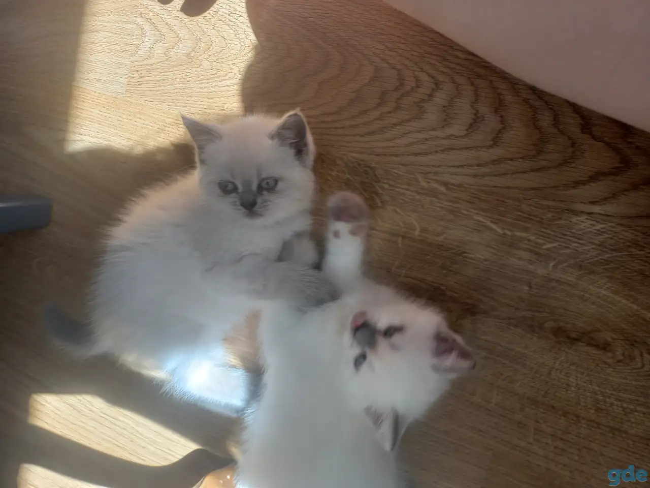Продаются котята, британцы, фотография 3