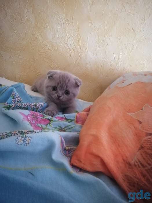 Котенок ищет семью, фотография 3