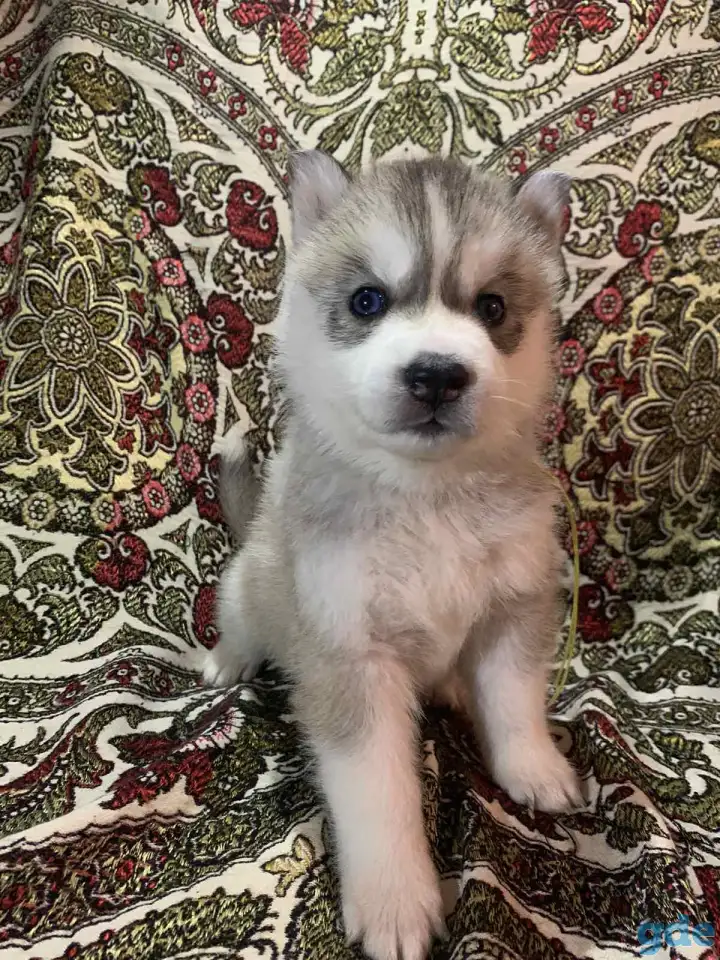 Продам Хаски, фотография 2