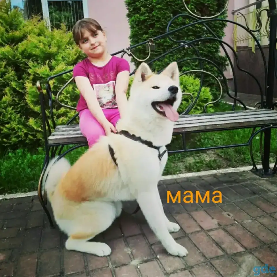 Акита ину, фотография 1