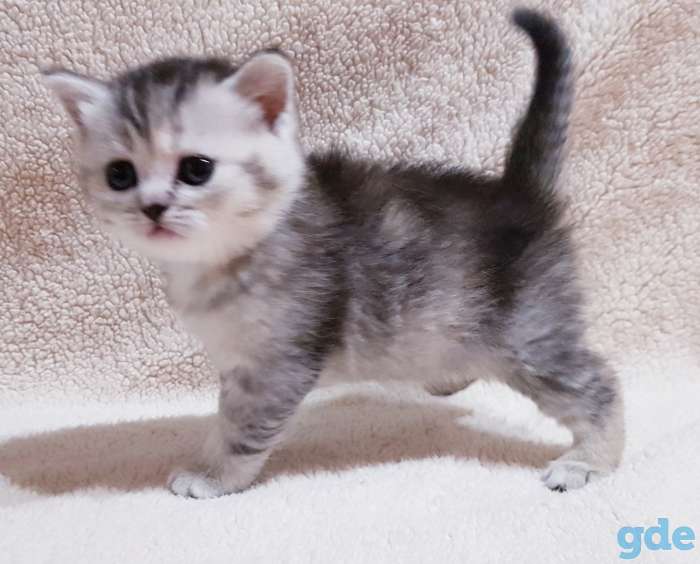 Котятки шиншиллятки,шотландские девочки., фотография 4