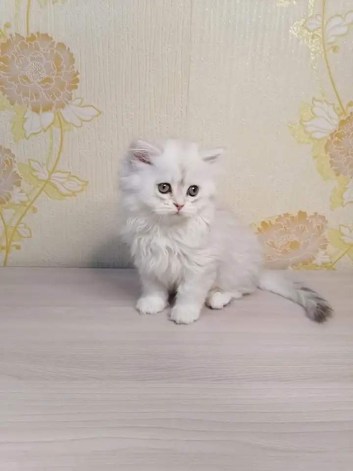 Британская кошечка, фотография 3
