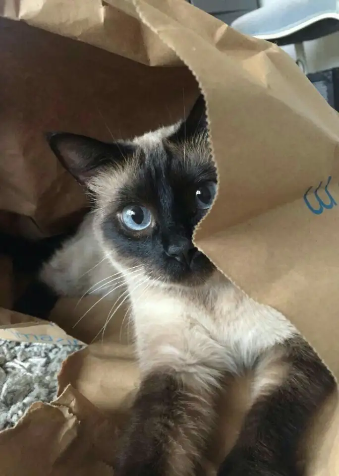 Кошка, фотография 1