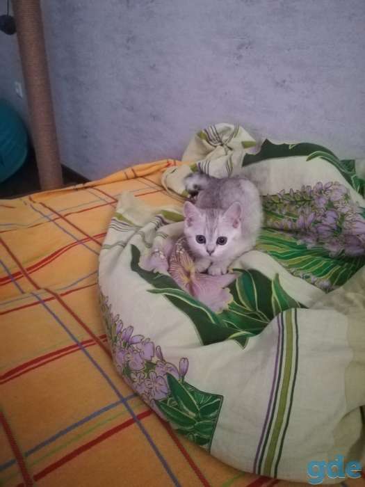 Шотландский котенок, фотография 11