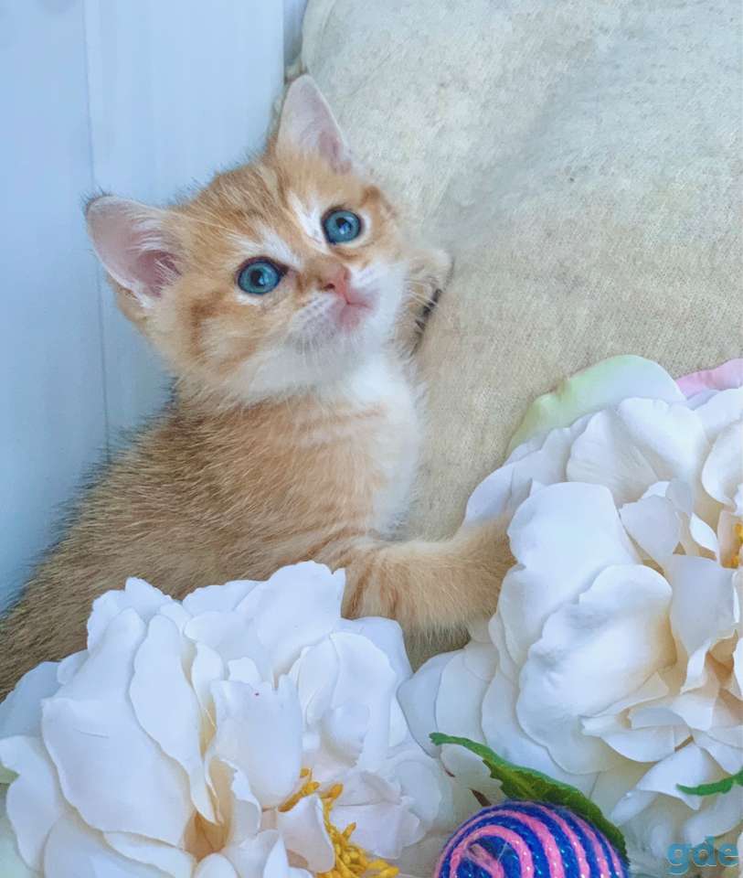 Котята шотландские ЗОЛОТАЯ ШИНШИЛЛА цена снижена!, фотография 4