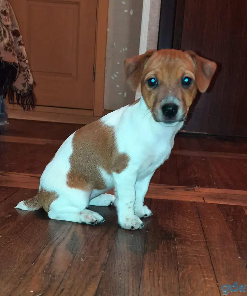 Щенки Джек Рассел терьер, фотография 4