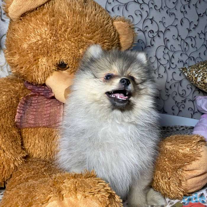 Щеночки шпица, фотография 1