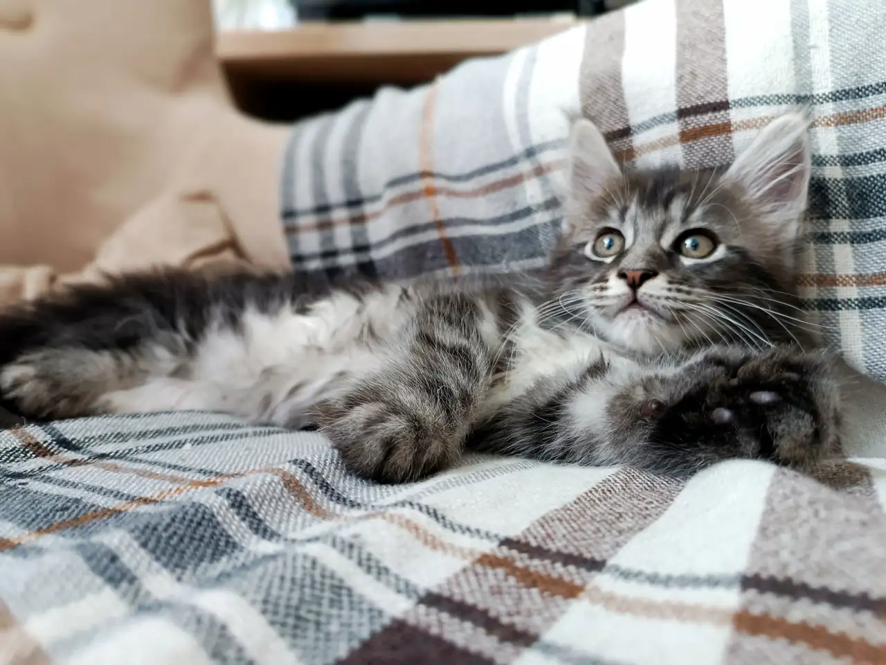 Котята Мейн-кун, фотография 4