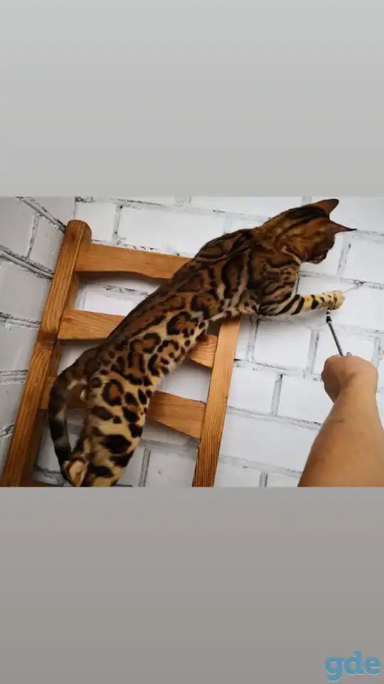 Бенгальские котята разного возраста и окраса, фотография 5