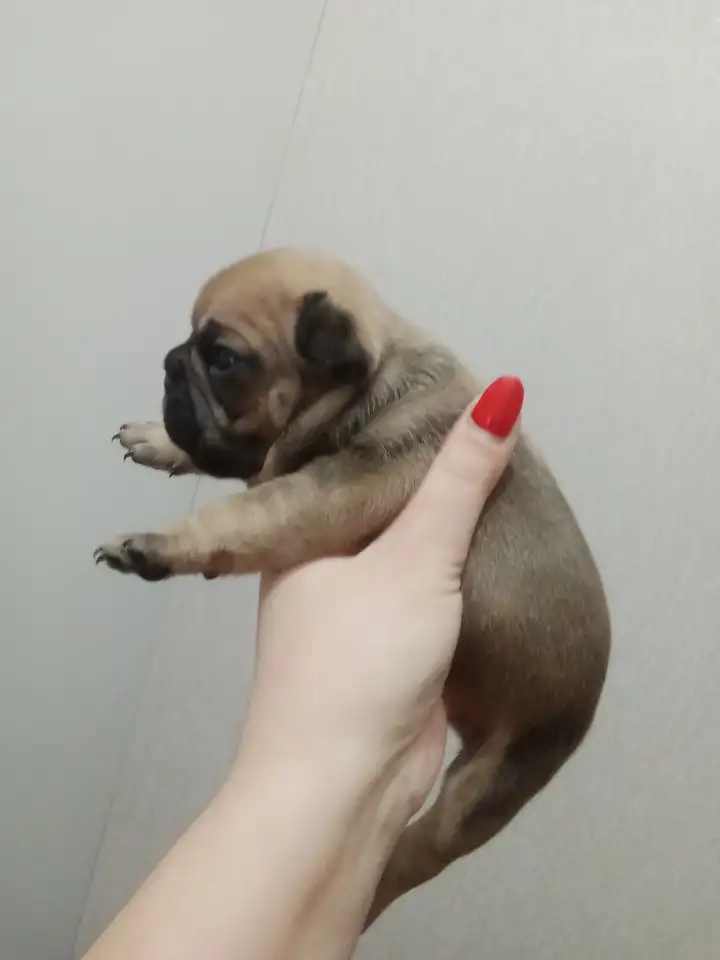 Французский бульдог, фотография 1