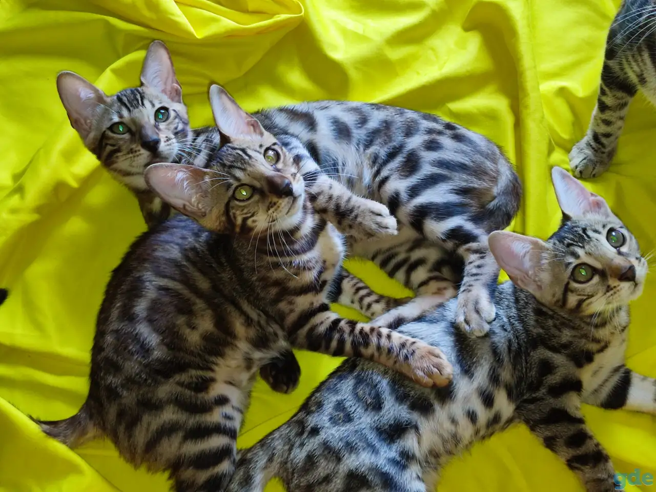 Продам бенгальских котят, фотография 3