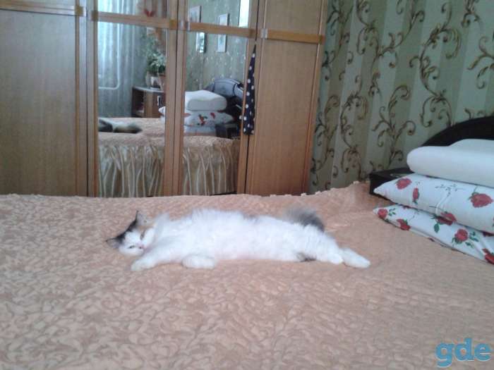животные, фотография 3