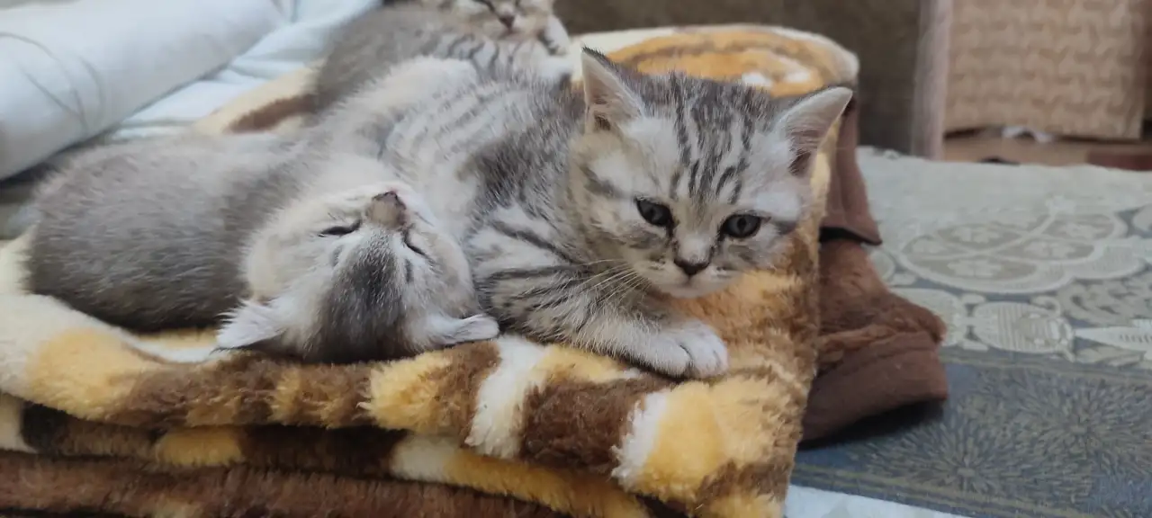 Шотландский котята, фотография 6