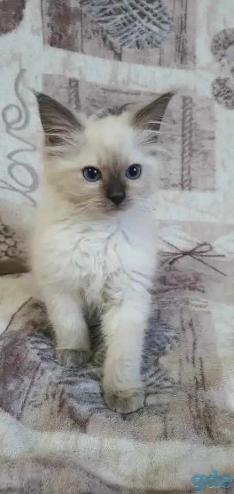 Котята рэгдоллл, фотография 1