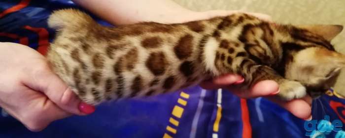 Бенгальские котята, фотография 7