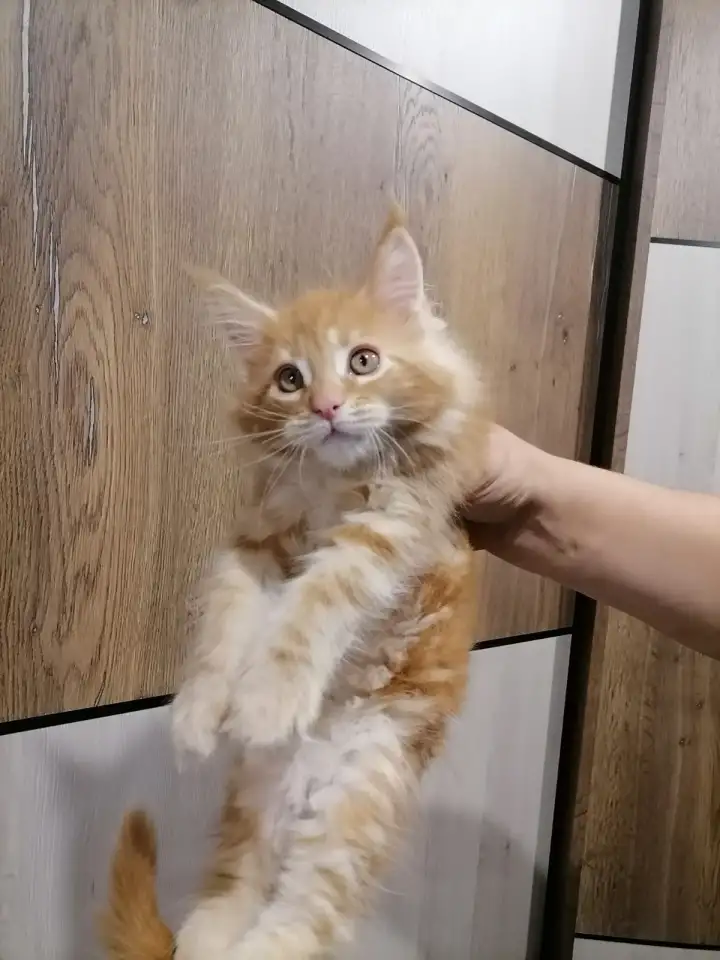 Продам котят породы мей-кун, фотография 2