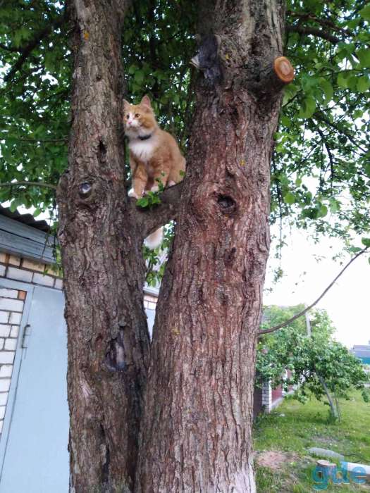 Пропал любимый кот Сема, фотография 1