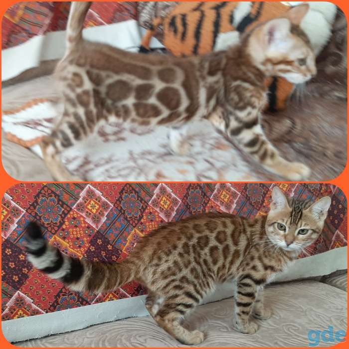 Бенгальские котята, фотография 8