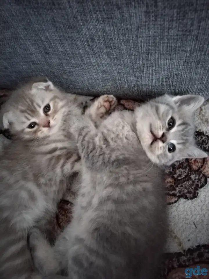 Шотландские котята, фотография 2