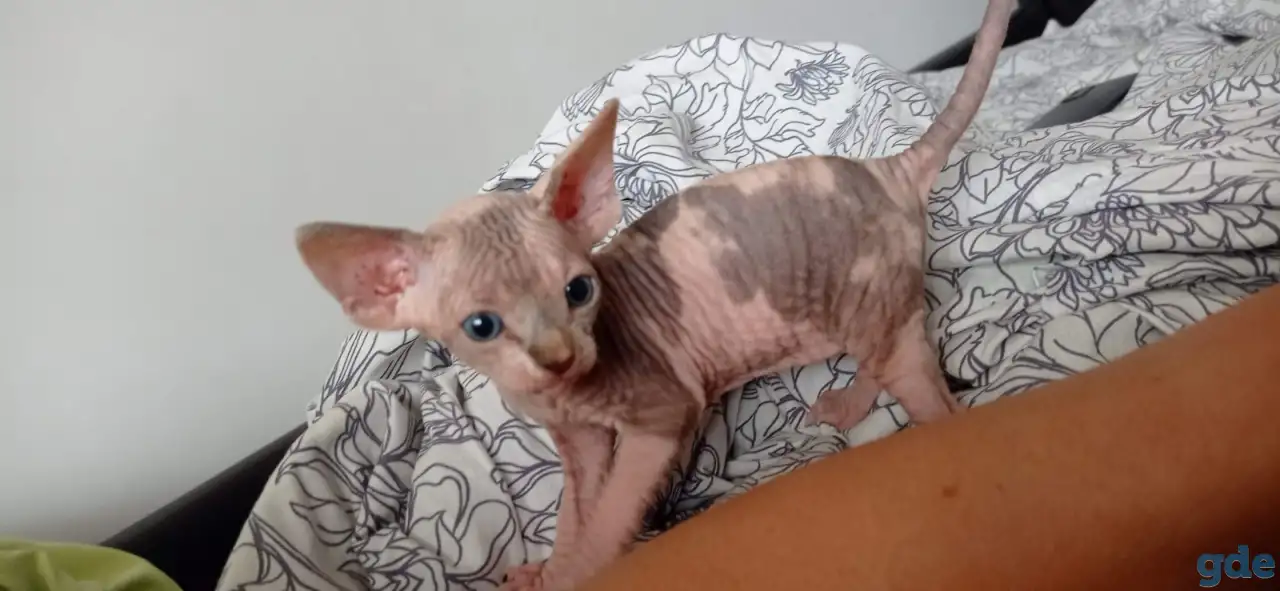 Котята Канадского сфинкса, фотография 3