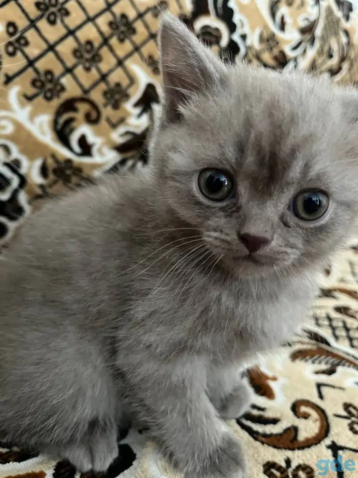 Продаются котята, фотография 3