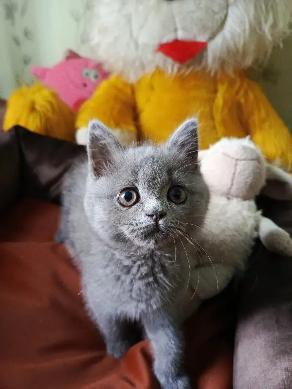 Продаю шотландских котят, фотография 3