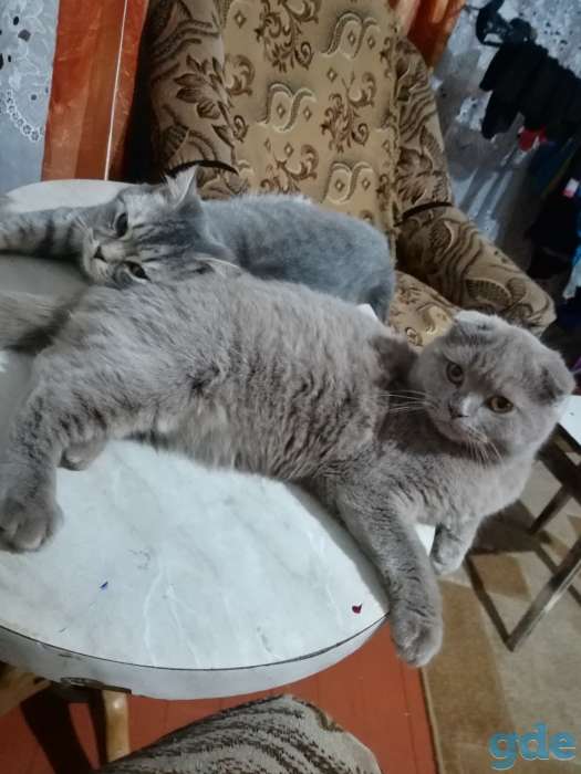 Шотландский малыш, фотография 3