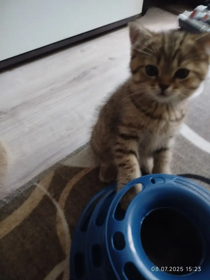 Шотландские котята, фотография 7