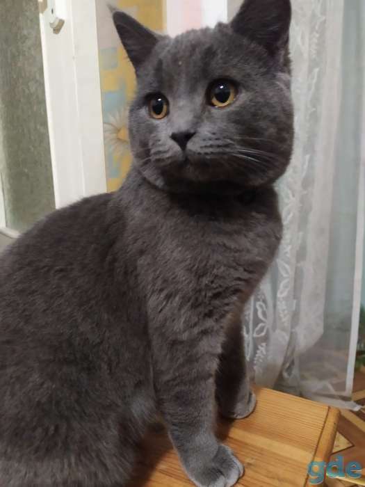Британский короткошерстный кот, фотография 2
