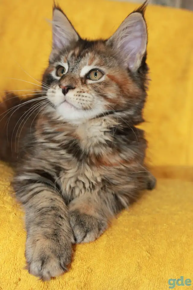 5 Котенок Мейн кун, фотография 2