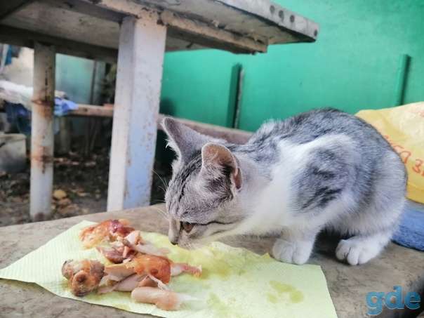 Котенок ищет дом, фотография 2