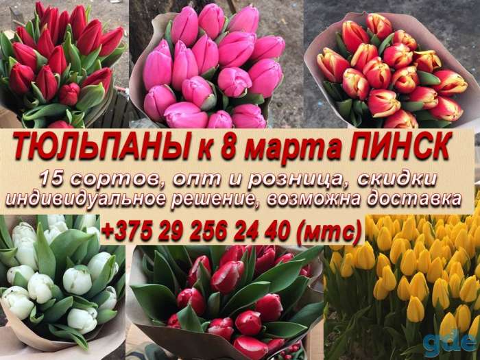 Тюльпаны ОПТОМ, фотография 1