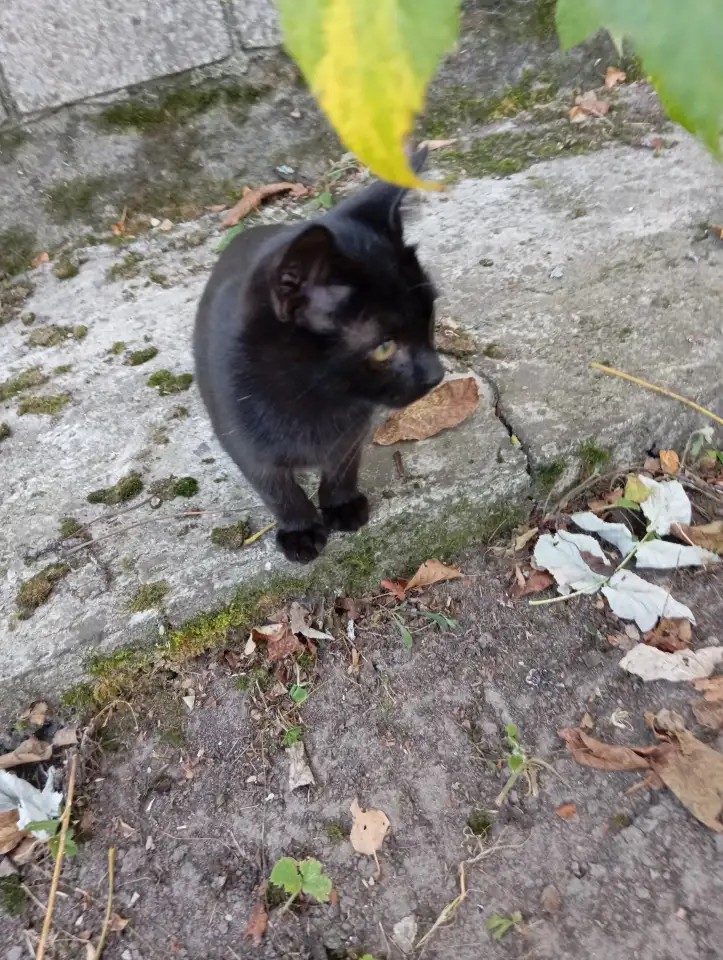 Котенок в дар, фотография 6