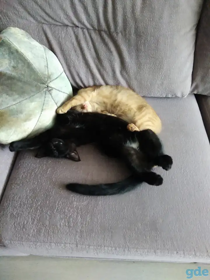 Котята, фотография 7