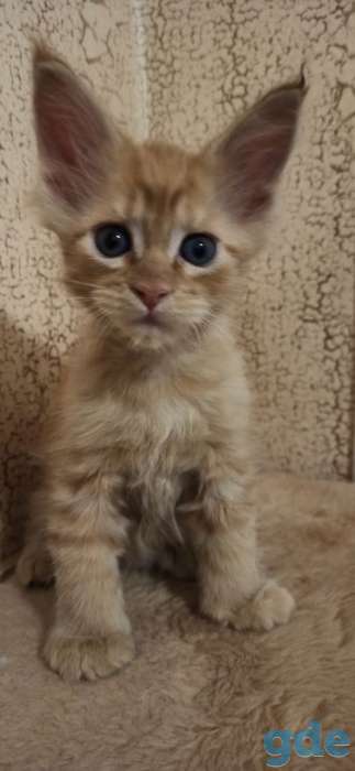 Продам котят породы Мейн-кун, фотография 6