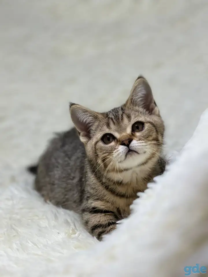 Шотландская прямоухая кошка, котенок страйт, окрас SFS 71 n24, фотография 2