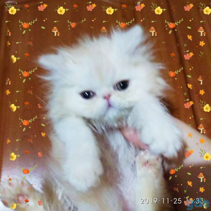 Персидский мальчик окрас персиковый. Персы. Котята., фотография 6