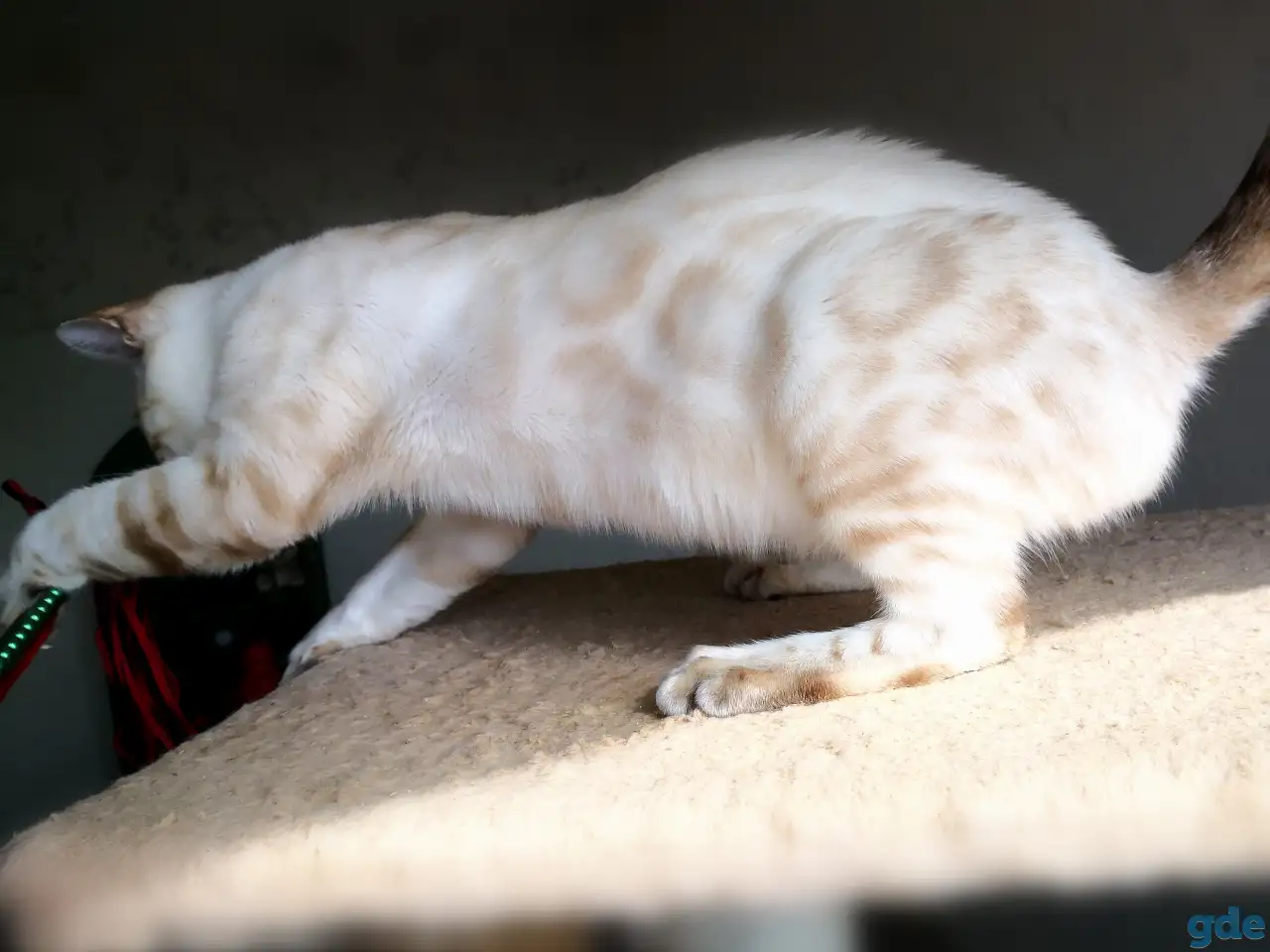 Бенгальские котята снежные барсы, фотография 4