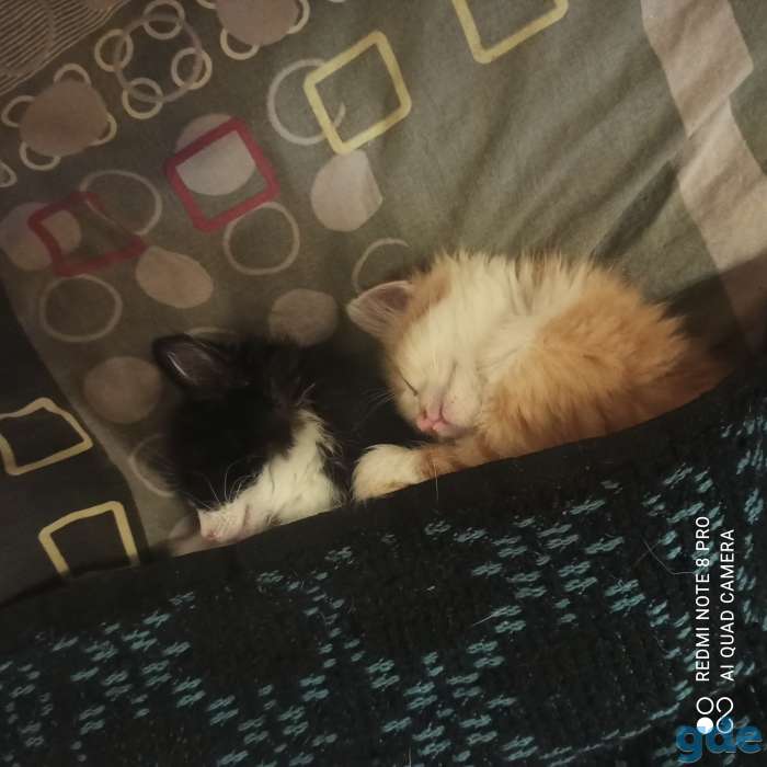 Отдам котят, в хорошие руки! Котятам 3 месяца., фотография 2