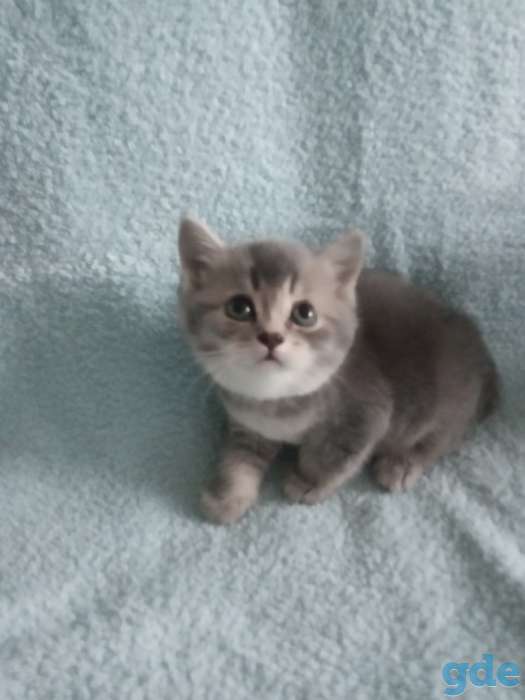 Британские котята золотая шиншилла, фотография 3