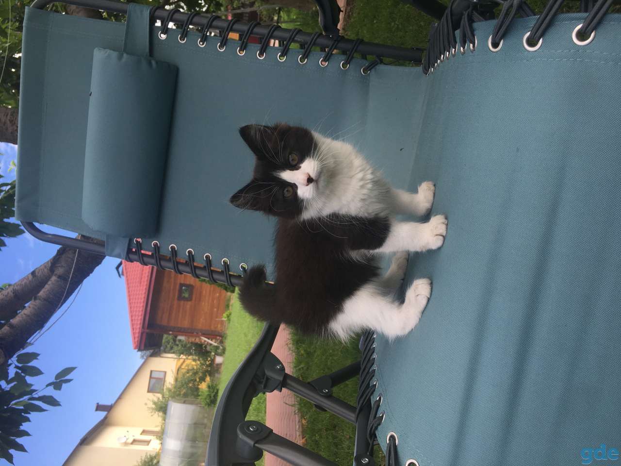 Котята, фотография 1