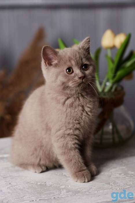 Британский  котенок  из питомника, фотография 1