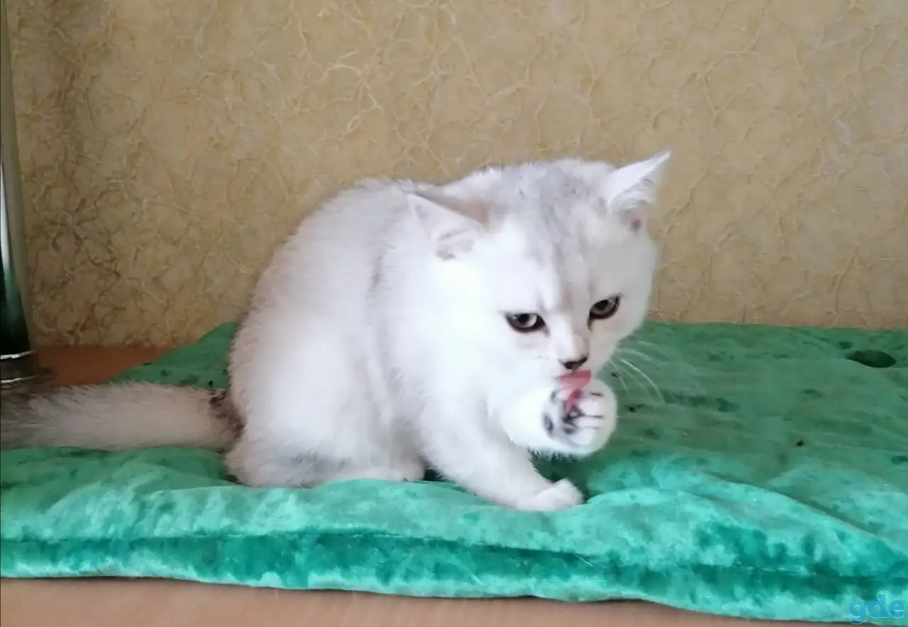 Британские котята, фотография 3